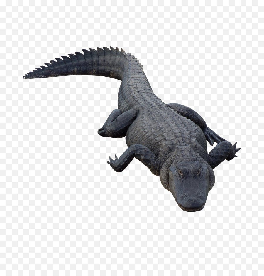 Download Free Png Hd Alligator - Alligator Png,Gator Png