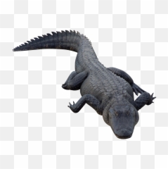 Download Free Png Hd Alligator - Alligator Png,Gator Png