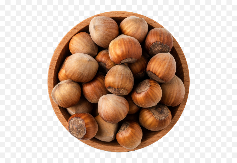 About Hazelnuts - Hazelnut Tree Which Country Found Png,Hazelnut Icon