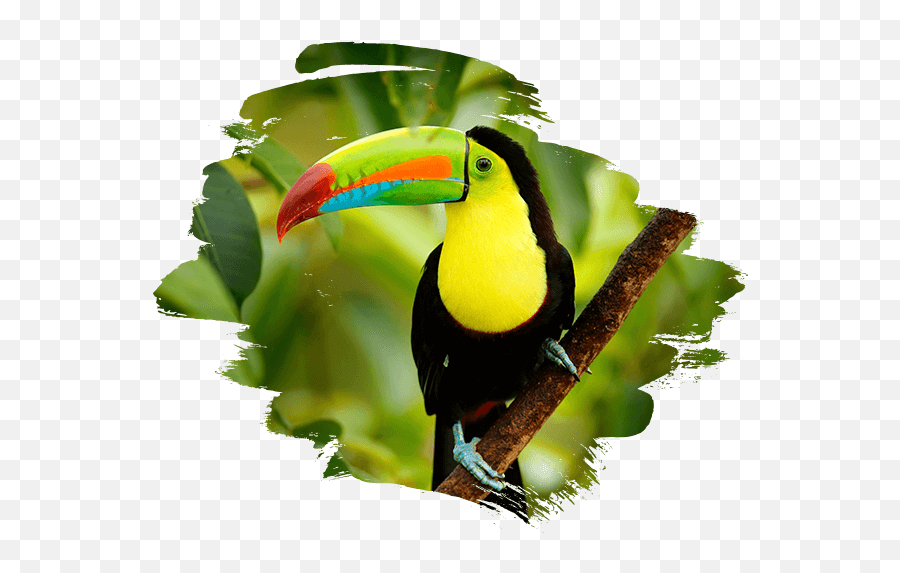 Costa Rica Adventure Tours - Birds In Costa Rica Png,Tucan Png