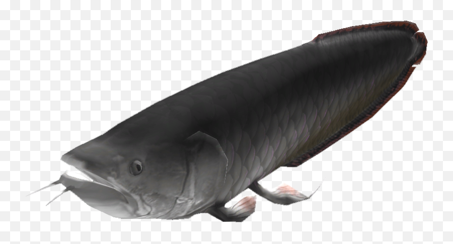 Download Catfish Png Image With No