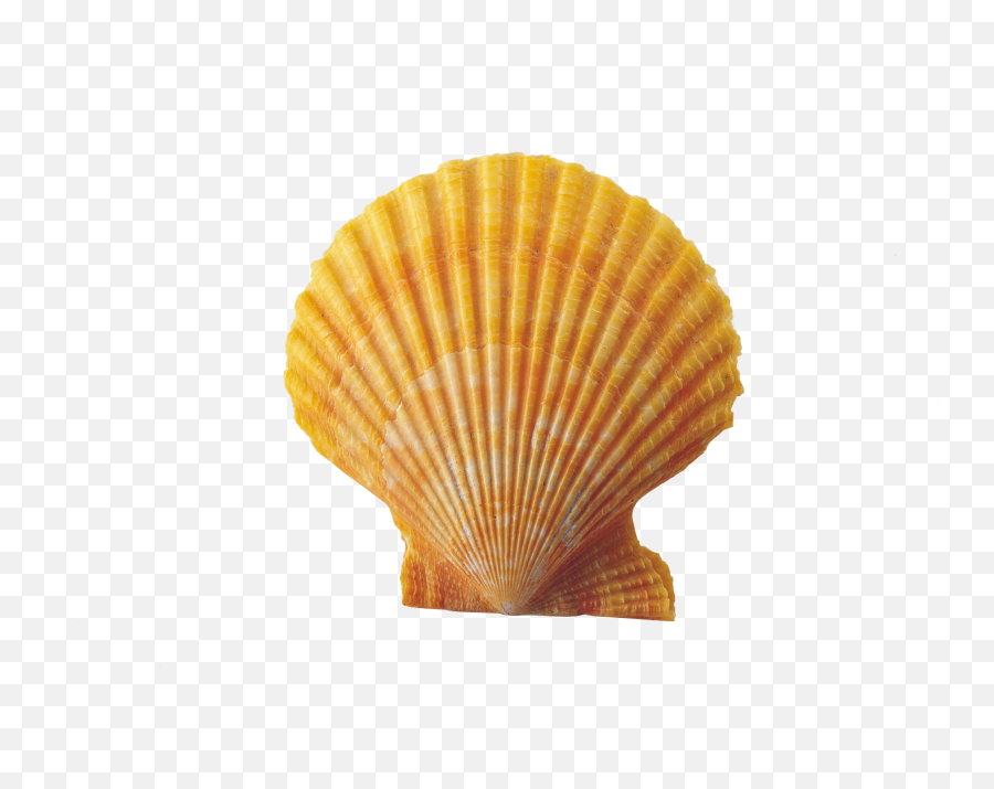 Shell - Shell Clipart Png Transparent,Shell Png
