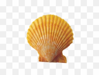 Shell - Shell Clipart Png Transparent,Shell Png