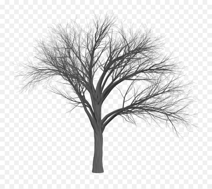 Tree Branch Empty - Scary Tree Png,Creepy Tree Png