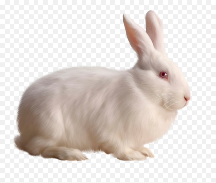 Transparent White Bunny Rabbit Png - New Zealand White Rabbit,Rabbit Transparent