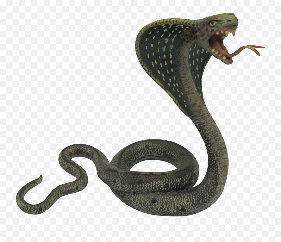 Download - Black Mamba King Cobra Snakes Png,Snake Transparent Background