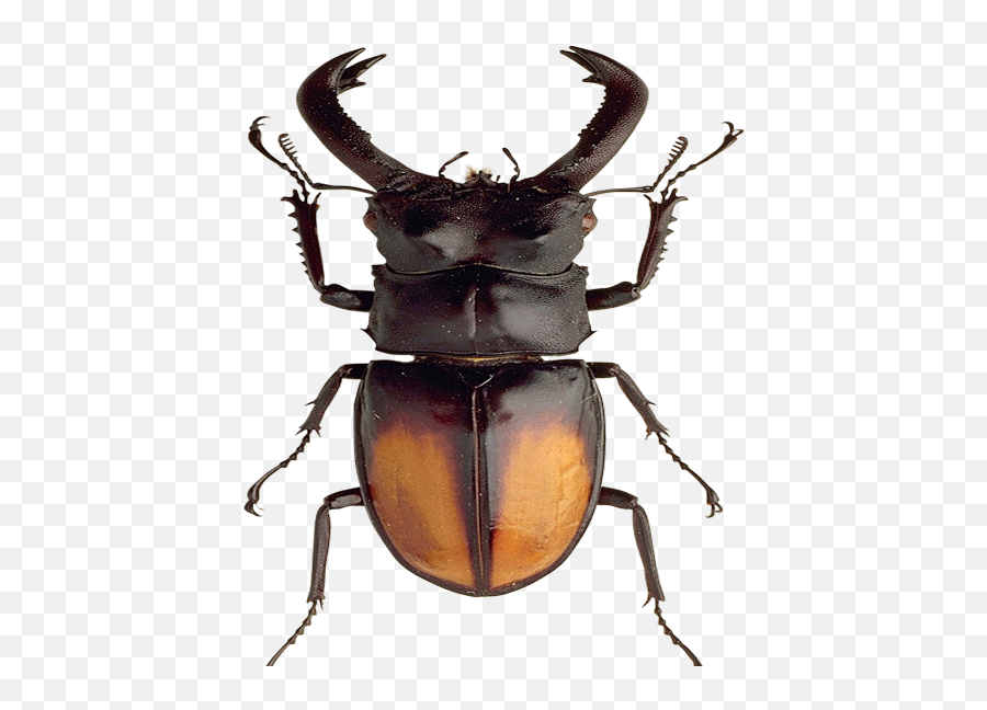 Download Beetle Png Image For Free - Beetles,Beetle Png