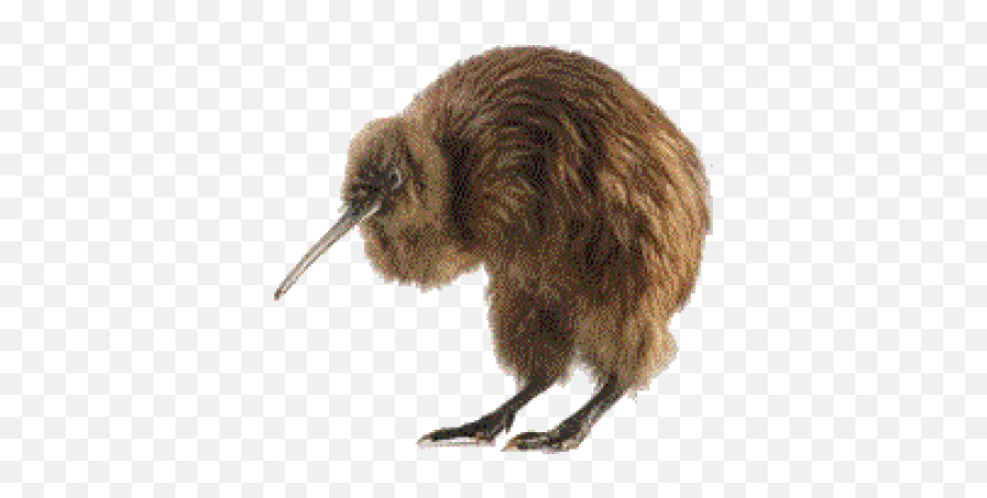 Download Free Png Kiwi Bird - Kiwi,Kiwi Bird Png