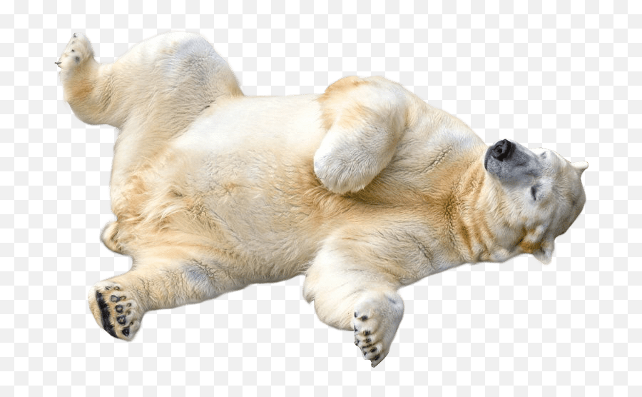 Polar Bear Rolling Over Transparent - Transparent Polar Bear Png,Bear Transparent