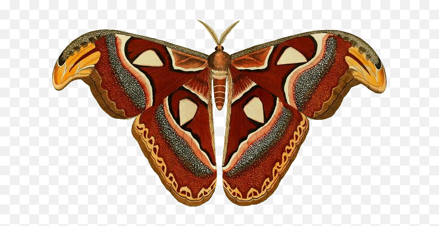 Download Attacus Atlas Ill - Atlas Moth Transparent Background Png,Moth Png