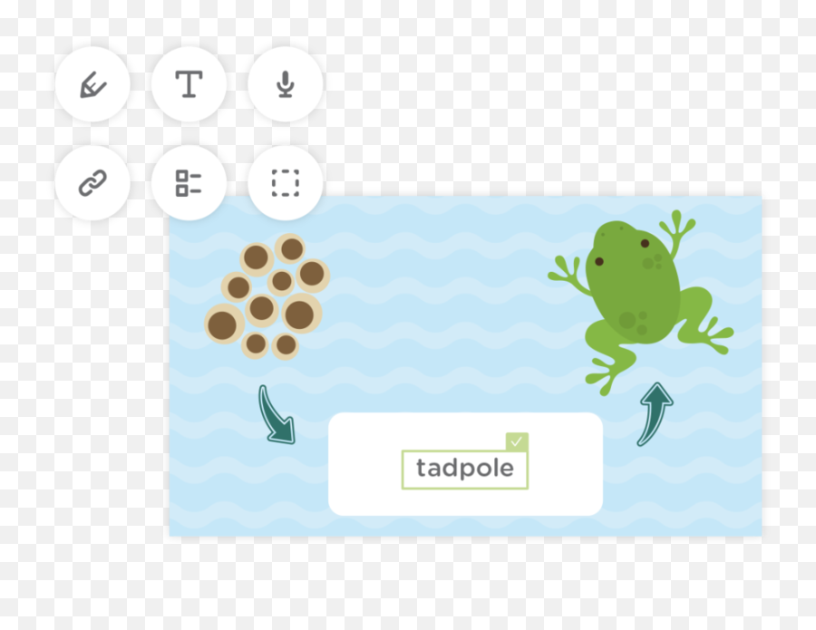 Classkick - Helping Teachers Be Awesome Cartoon Tadpole To Frog Png,Png Png