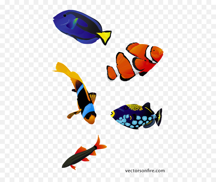Colorful Fish Psd - Fish Realistic Free Vector Png,Coral Reef Png