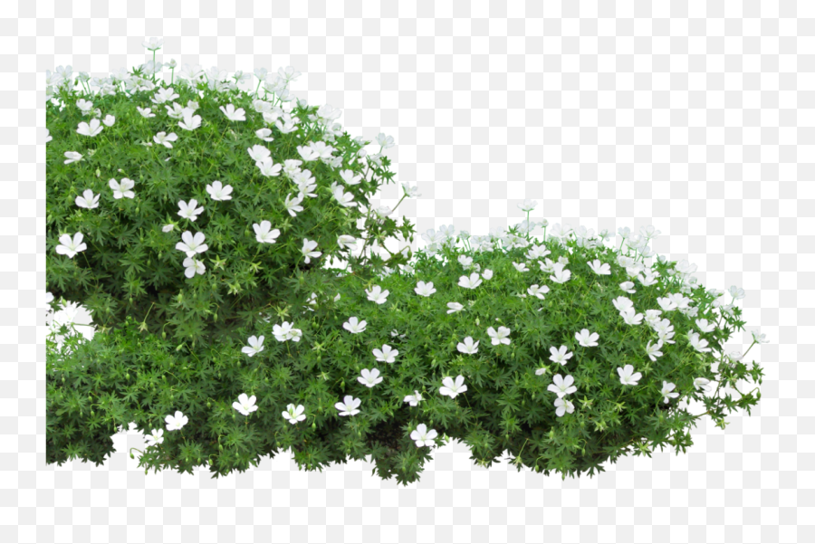 Download Pure Li Fi Session - Flower Bed Clip Art Png,Ground Cover Png