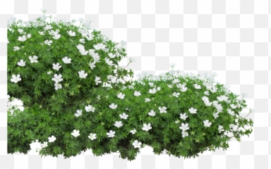 Download Pure Li Fi Session - Flower Bed Clip Art png