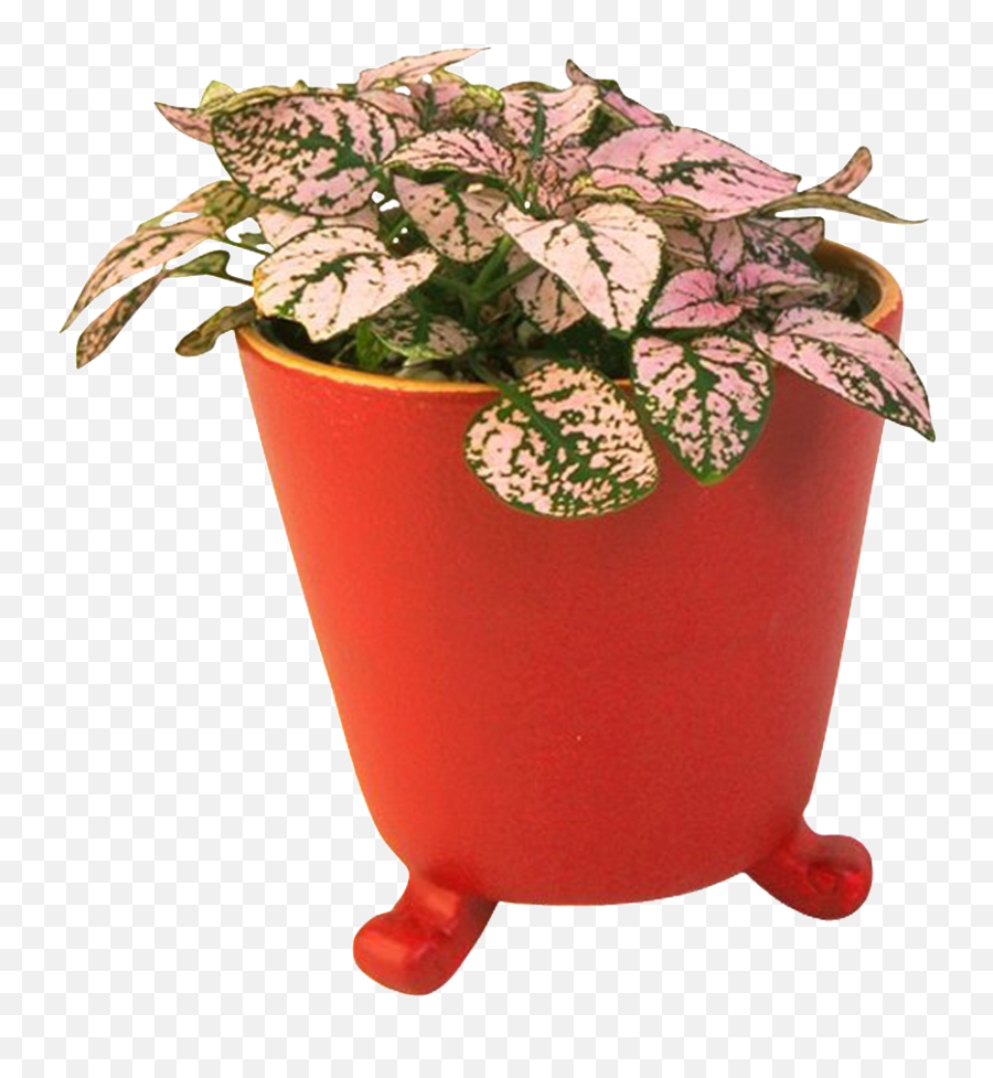 Download Beautiful Creative Flower Pot Bonsai Green Plant Png Vector