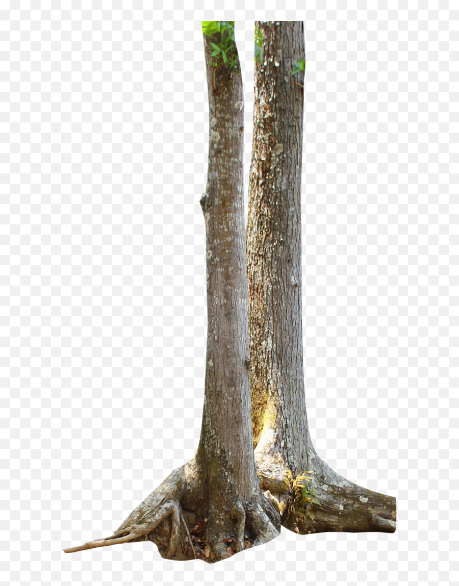 Branch Tree Trunk Png Clipart - Tree Trunk Png,Branch Clipart Png