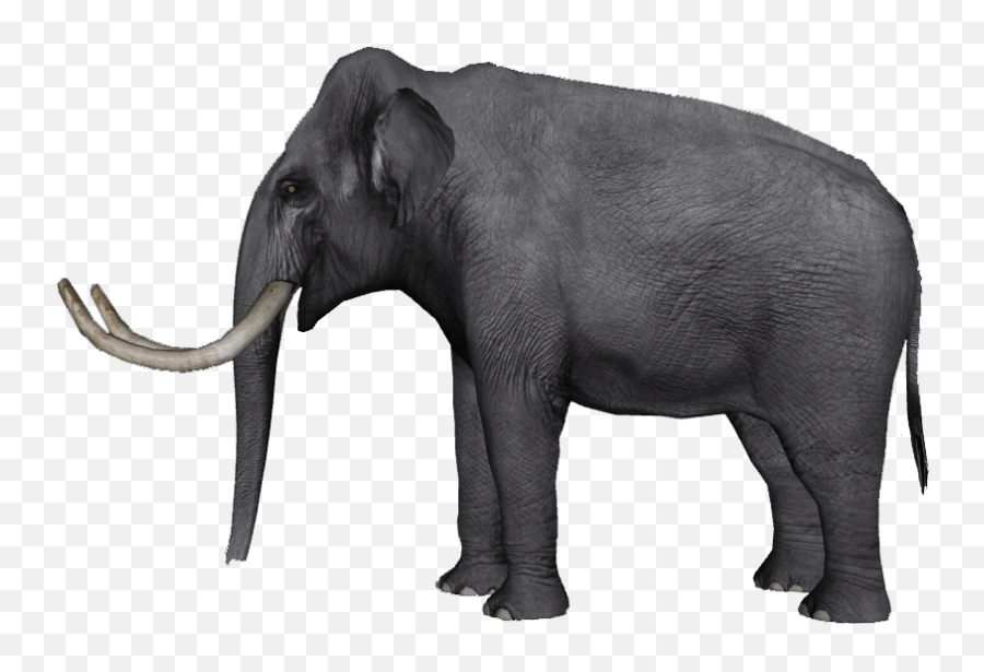 Indian Elephant African Tusk - African Elephant Tusks Png,Tusk Png
