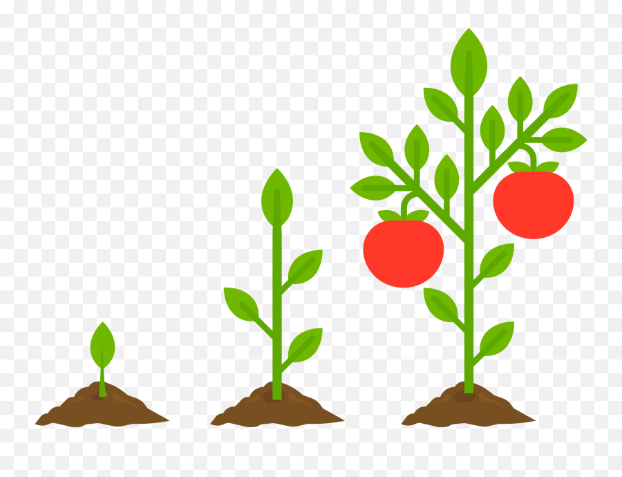 Gardening Basics - Vegetable Plant Picture Cartoon Png,Growing Plant Png -  free transparent png images 