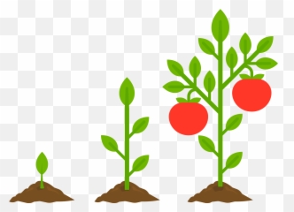 Gardening Basics - Vegetable Plant Picture Cartoon png