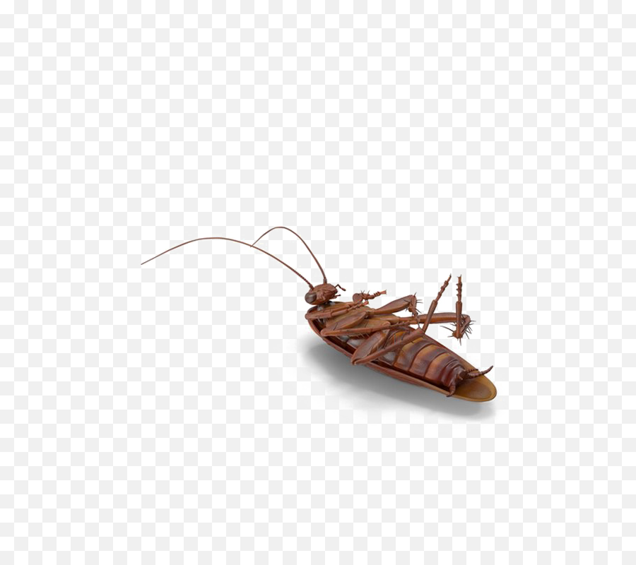 Download Cockroach Png No Background - Western Conifer Seed Bug,Cockroach Png
