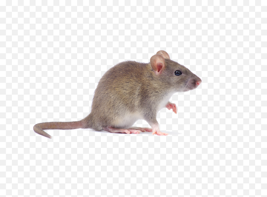 Mice Rodents Executive Business - Rodents Pest Png,Rodent Png