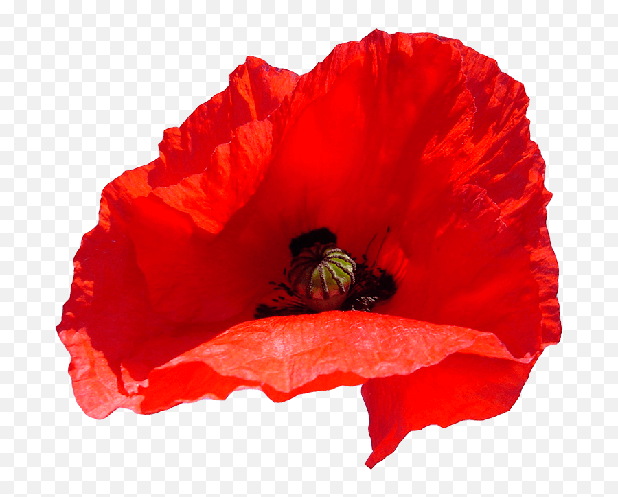 Poppy - Coquelicot Png,Poppies Png