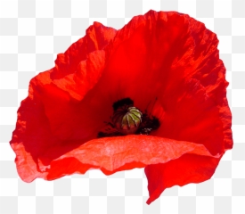 Poppy - Coquelicot Png,Poppies Png