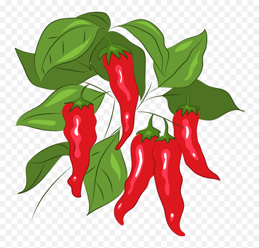 Chili Clipart - Birdu0027s Eye Chili Png Download Full Size Transparent Chilli Plant Png,Chili Icon Transparant