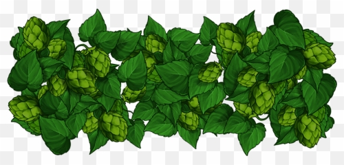 Golden Hop - Illustration Png,Hops Png