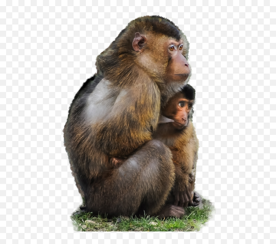 Monkey Png Transparent Images Free Download