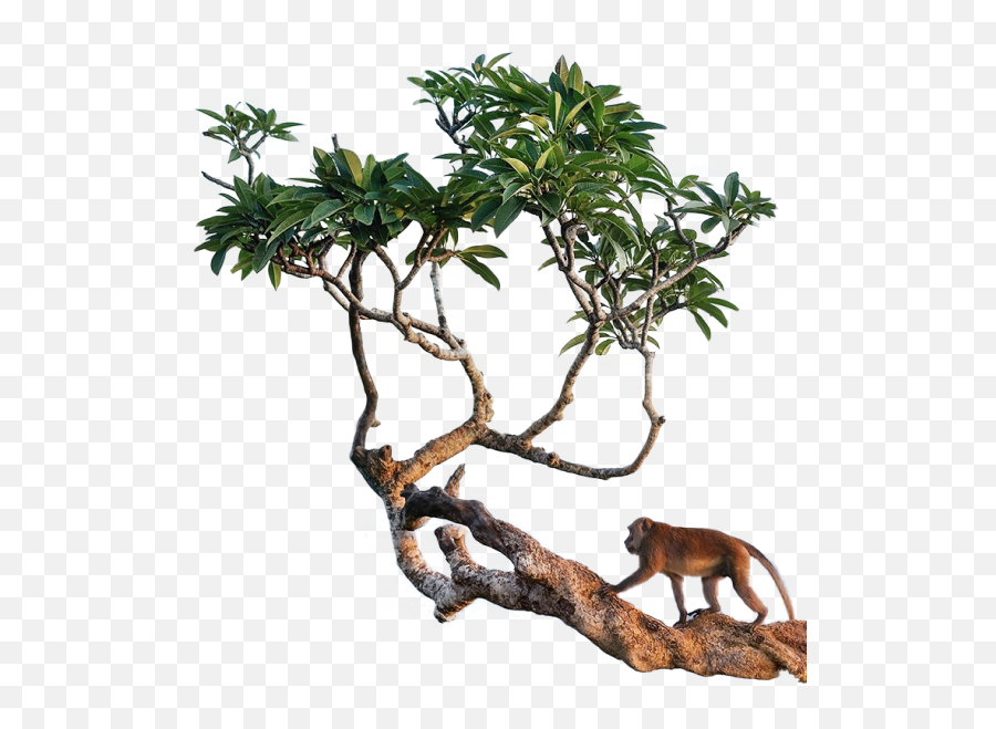 Opentabs - Save A Tree For Every 5 Tabs You Open Tiere Bali Png,Old Style Media Monkey Logo For Icon