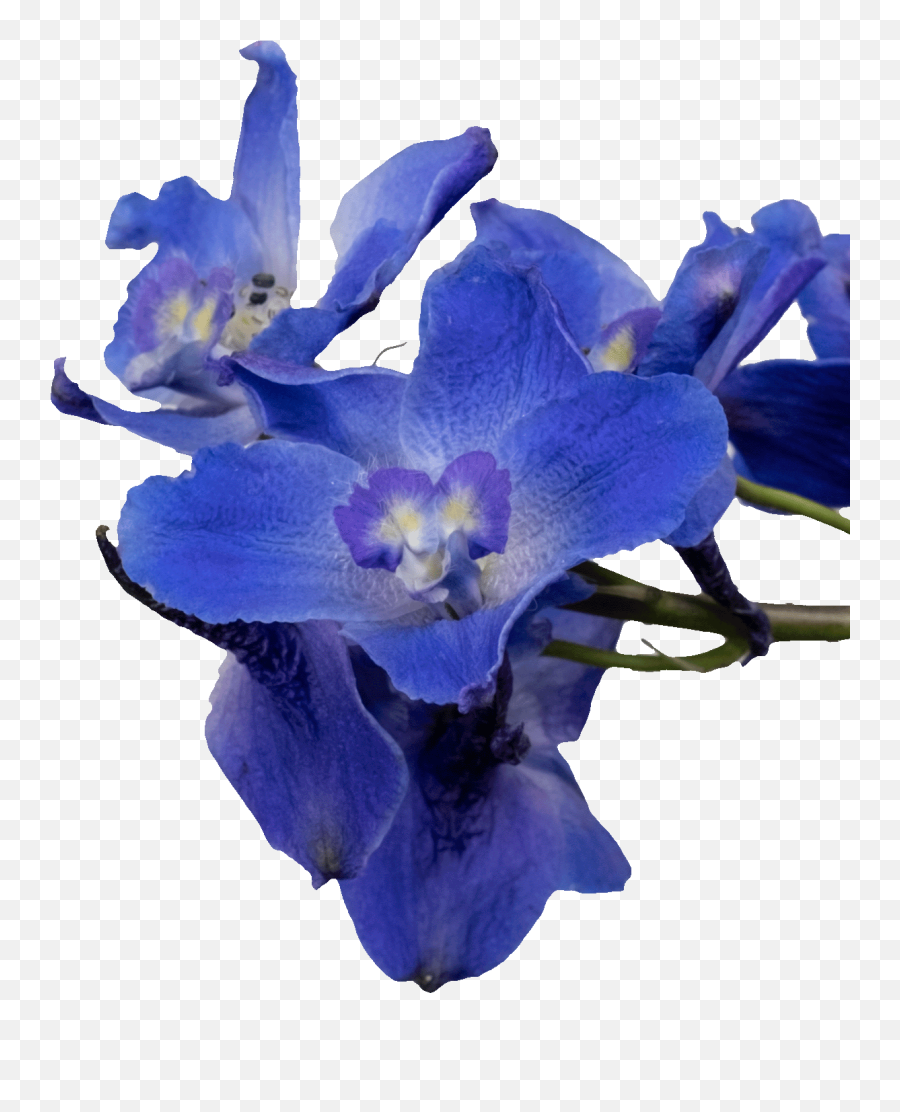 Clean - Brightside Foundation Cattleya Orchids Png,Iris Flower Icon
