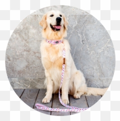 The Dog Market U2014 - Martingale png