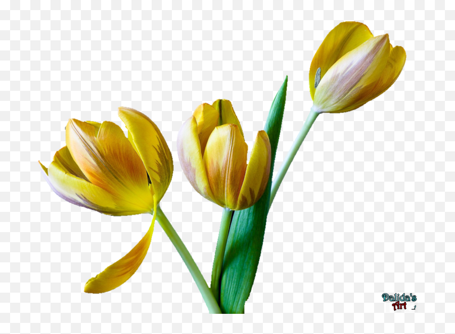 Tulip Flower Free Png Transparent Images Download - Snow Crocus,Tulip Transparent