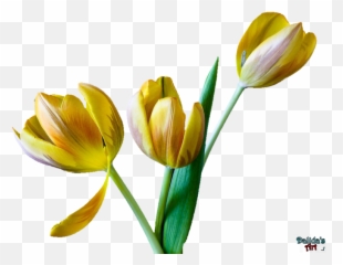 Tulip Flower Free Png Transparent Images Download - Snow Crocus,Tulip Transparent
