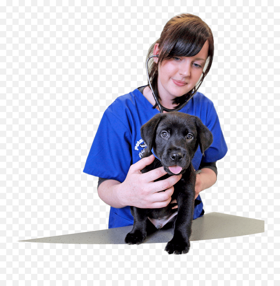 Welcome To Petsu0027nu0027vets Vets In Glasgow - Collar Png,Dog Buddy Icon