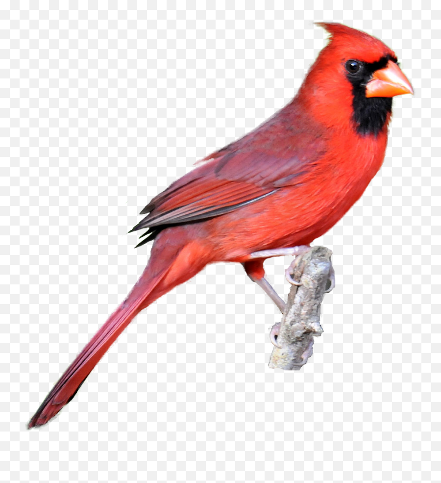 Red Cardinal Kid Png Image Clipart - Northern Cardinal No Background,Cardinal Png