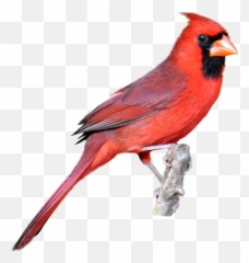 Red Cardinal Kid Png Image Clipart - Northern Background