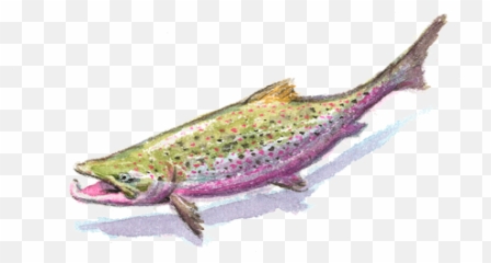 Fish Transparent PNG