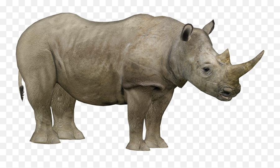 Png Hd Transparent Rhino - Zoo Tycoon 2 White Rhinoceros,Rhino Png