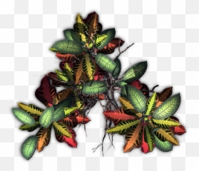 Tropical Plants Png - Jungletreec Illustration 2571949