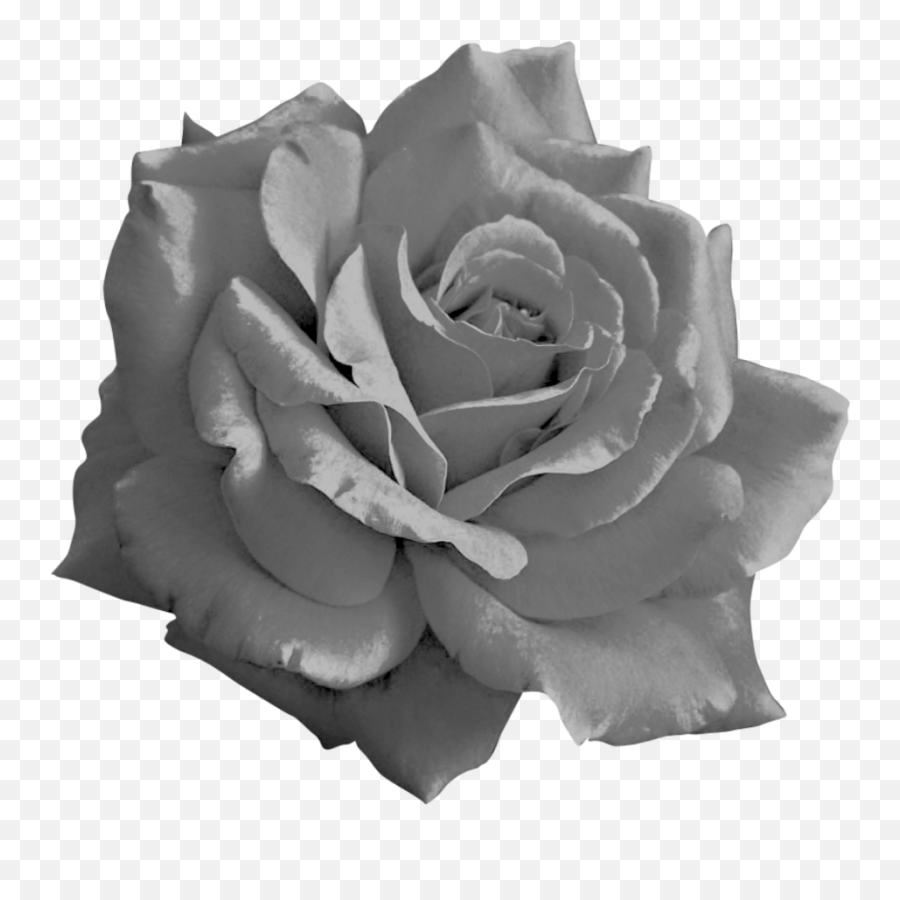 Png Black Rose 3 Image - Black Roses Png,Black Flower Png