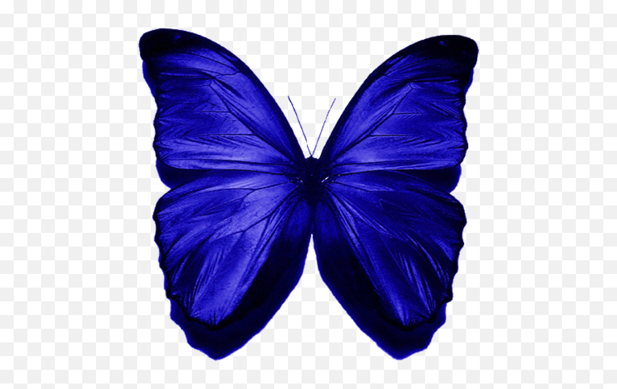 Edited By C - Freedom Blue Butterfly Free Images At Clker Beautiful Butterfly Png,Blue Butterfly Png
