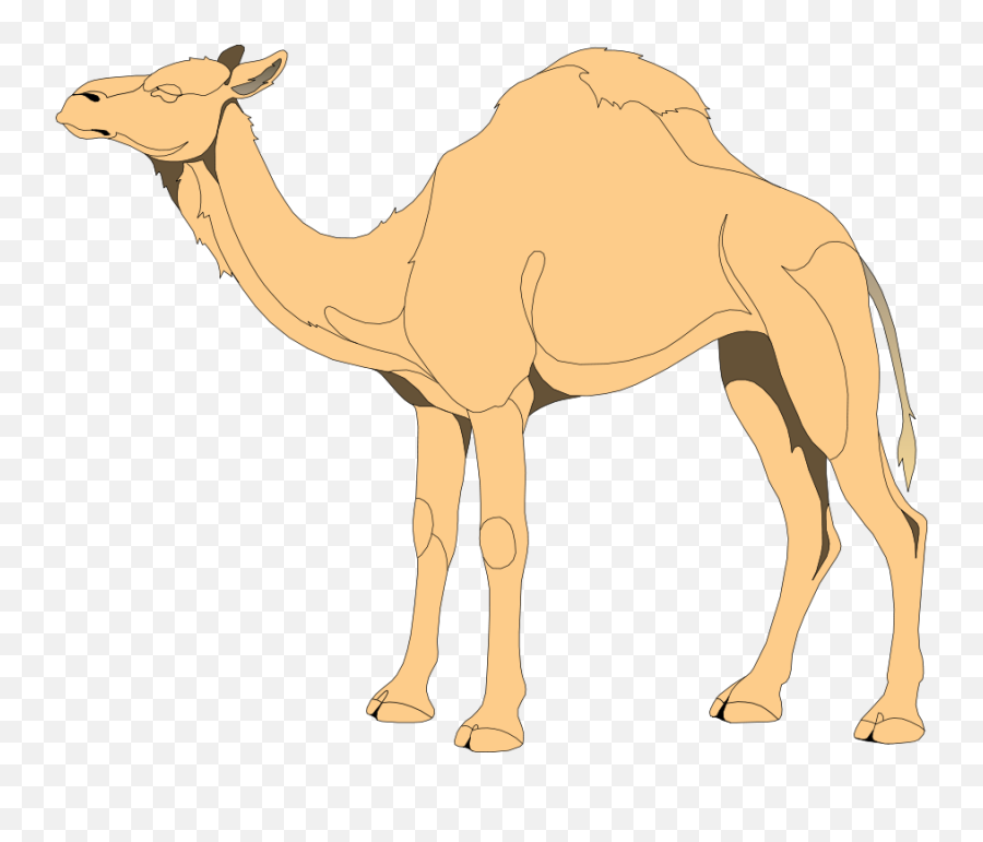 Download Hd Camel - Png Vector Camel Transparent Png Image Camel Clker,Camel Png