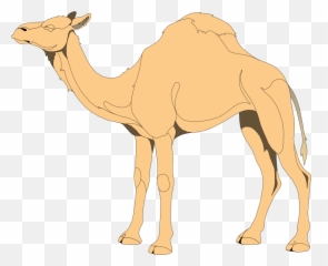 Download Hd Camel - Png Vector Camel Transparent Png Image Camel Clker,Camel Png
