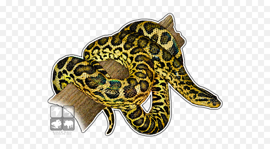 Yellow Anaconda Decal - Yellow Anaconda Png,Anaconda Png