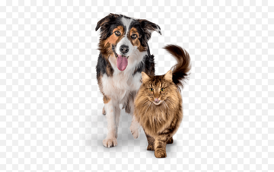Premium Cat And Dog Dry Food - Dog And Cat Png,Dog And Cat Png