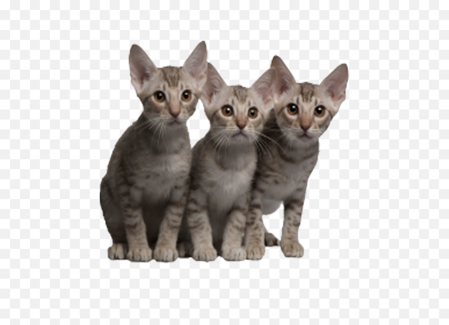 Cat Image No Background - Nieblum Kucing Transparent Png,Cat Face Transparent Background