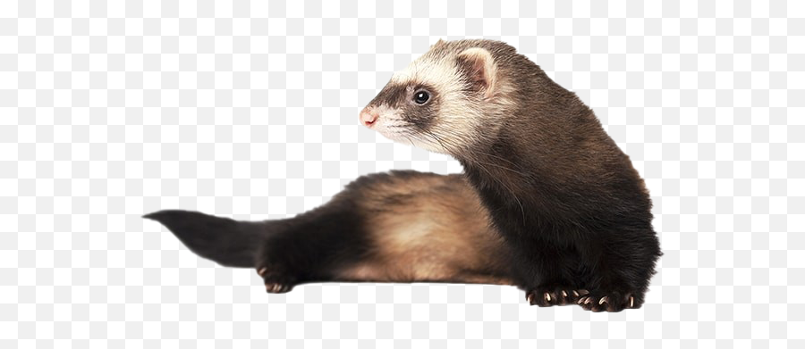 Ferret Free Png Play - Ferret Png,Weasel Png