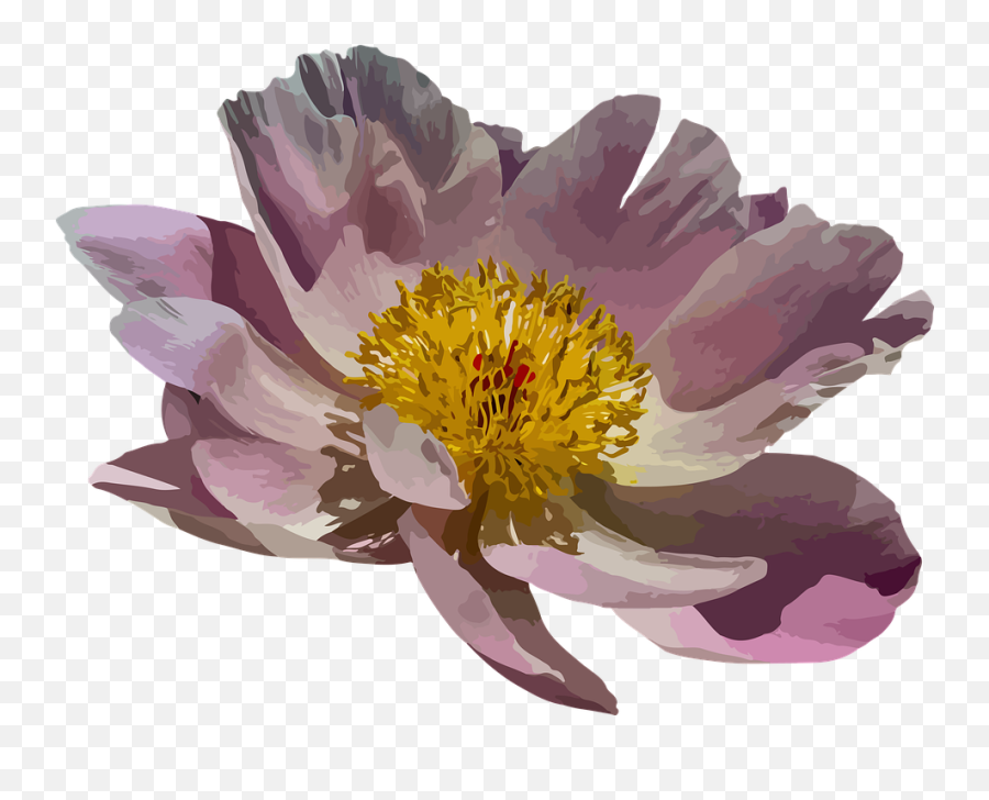 Peony Blossom Bloom - Water Lily Png,Peonies Png